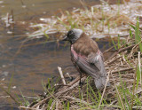 Gray-crowned Rosy-Finch (Pribilof Is.)