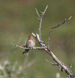 Common Redpoll