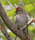 Common Redpoll