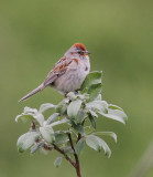 American Tree Sparrow