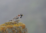 Lapland Longspur