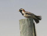 Lapland Longspur