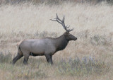 Rocky Mountain Elk