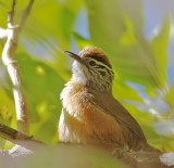 Happy Wren