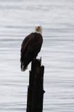 Eagle  -  Seward Alaska