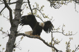 Eagle, Kenai Peninsula, Alaska