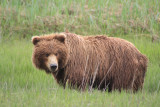 Alaska Bear Trip_228.JPG