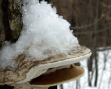 snow on fungus