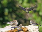  Yellow-rumps landing for a drink of water