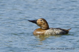 Canvasback , female, Lake Davis,Orlando,Fl.