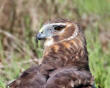 Northern Harrier , female