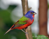  Painted Bunting