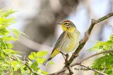  Palm Warbler