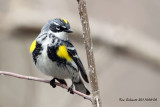  Yellow-rump Warbler