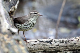  Northern Waterthrush