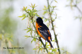  Baltimore Oriole