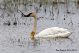 MaGee Marsh Swan , notice it was banded.
