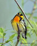  Blackburnian Warbler
