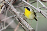  Common Yellowthroat