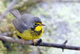 Canada Warbler