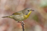 Common Yellow-throat warbler