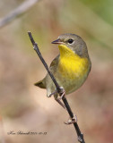 Common Yellow-throat Warbler