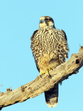 Peregrine Falcon