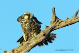  Peregrine Falcon