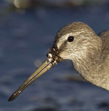 Short-billed Dowitcher.jpg