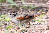  Swamp Sparrow