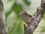  House Wren with nesting material