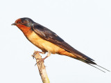 Barn Swallow