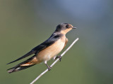 Barn Swallow