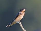 Barn Swallow