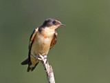 Barn Swallow