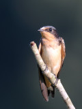 Barn Swallow