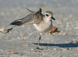 Black-bellied Plover, shake_a_ leg,,12-18-2007, North beach, Fort DeSoto