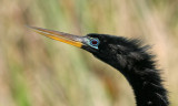  Anhinga head image taken in the Everglades, 01-24-2008