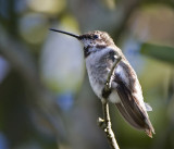  Hummingbird, Black-chinned