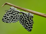 DSC_1651aaa.jpg