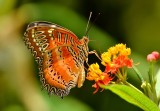 red_lacewing