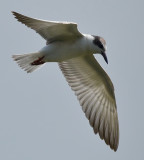 seagull_2011