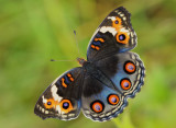 blue_pansy_2012