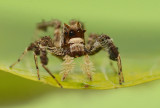 spiders_2012