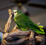 Romey (Amazona aestiva) -- Blue-Front Amazon -- hatch date: 20 Sept 1987 (died Fall 2017)