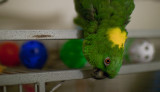 KK - (Amazona auropalliata) -- Yellow Nape Amazon -- hatch date: 14 Mar 2000