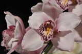 20110309-030_FlowerShow.jpg