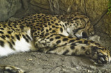 San Antonio Zoo 2011