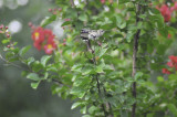 Hummingbirds