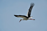 Cigogne blanche - White Stork - Ciconia ciconia